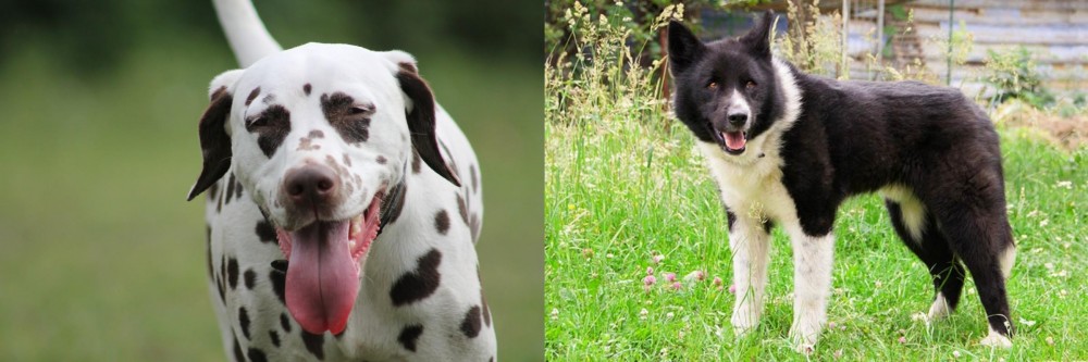 Karelian Bear Dog vs Dalmatian - Breed Comparison