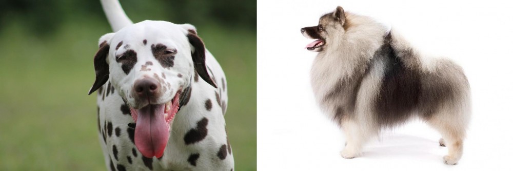 Keeshond vs Dalmatian - Breed Comparison
