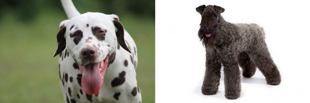 Kerry Blue Terrier vs Dalmatian - Breed Comparison