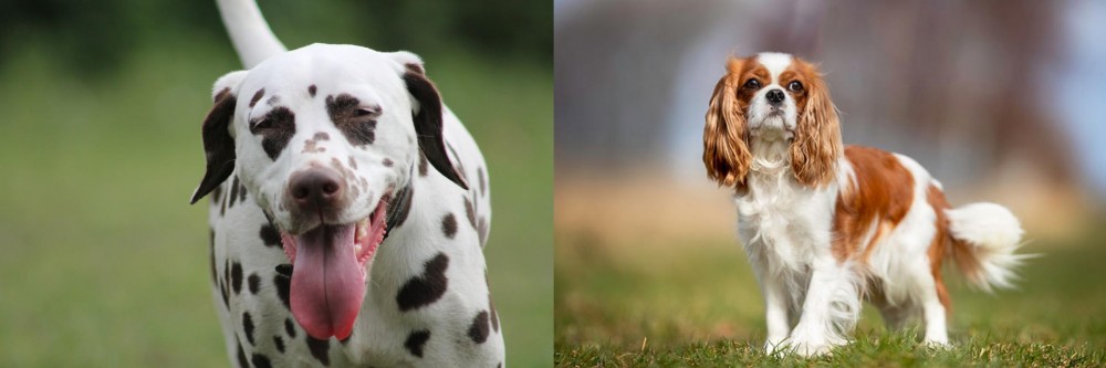 King Charles Spaniel vs Dalmatian - Breed Comparison