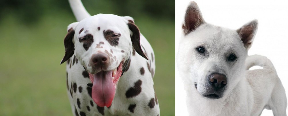 Kishu vs Dalmatian - Breed Comparison
