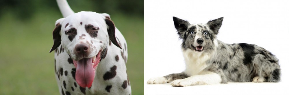 Koolie vs Dalmatian - Breed Comparison