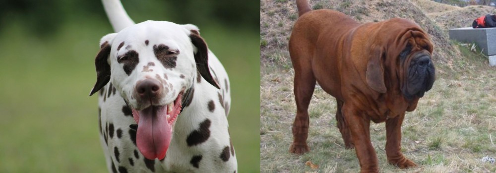 Korean Mastiff vs Dalmatian - Breed Comparison