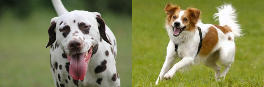 Kromfohrlander vs Dalmatian - Breed Comparison