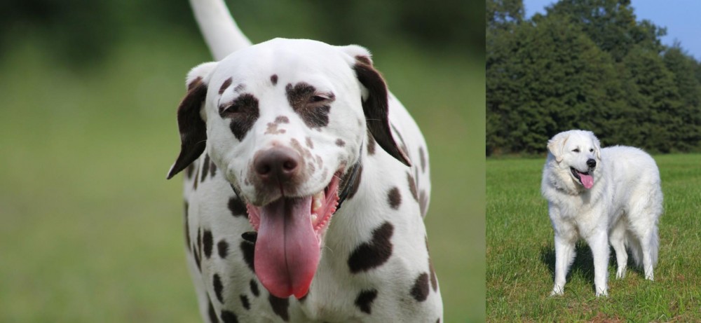 Kuvasz vs Dalmatian - Breed Comparison