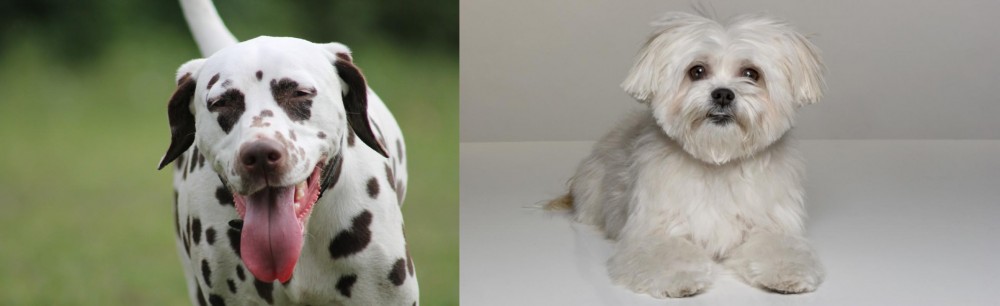 Kyi-Leo vs Dalmatian - Breed Comparison