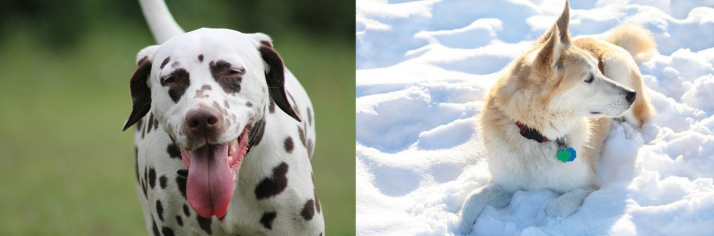 Labrador Husky vs Dalmatian - Breed Comparison