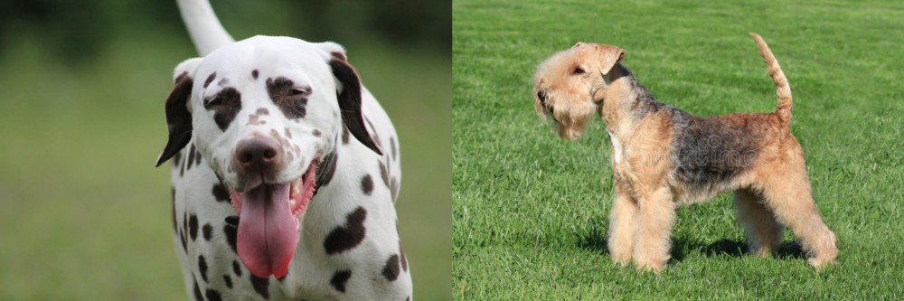 Lakeland Terrier vs Dalmatian - Breed Comparison