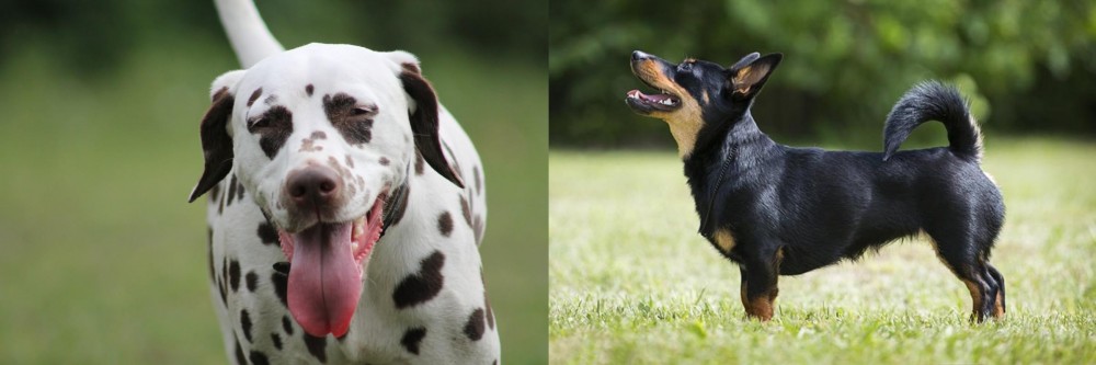 Lancashire Heeler vs Dalmatian - Breed Comparison