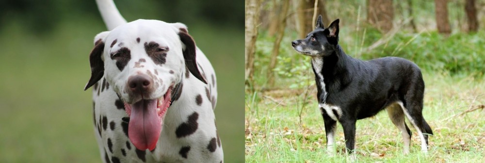 Lapponian Herder vs Dalmatian - Breed Comparison