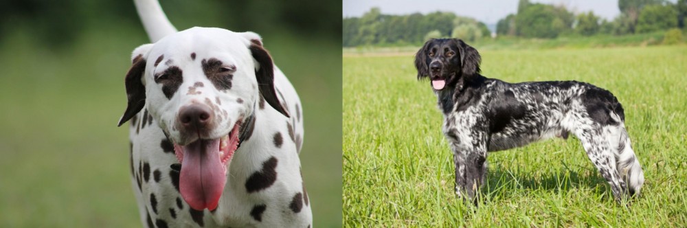 Large Munsterlander vs Dalmatian - Breed Comparison