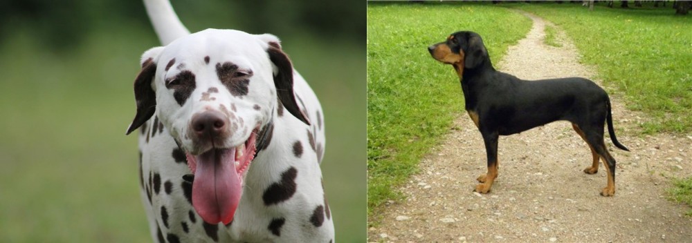 Latvian Hound vs Dalmatian - Breed Comparison