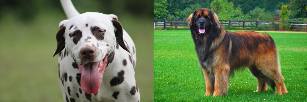Leonberger vs Dalmatian - Breed Comparison