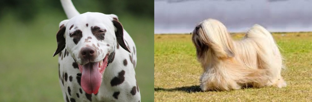 Lhasa Apso vs Dalmatian - Breed Comparison