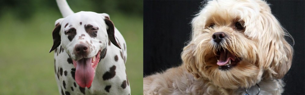 Lhasapoo vs Dalmatian - Breed Comparison