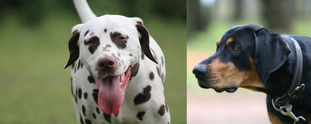 Lithuanian Hound vs Dalmatian - Breed Comparison