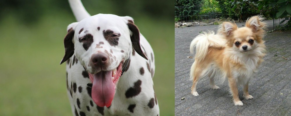 Long Haired Chihuahua vs Dalmatian - Breed Comparison