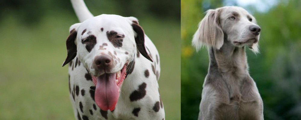 Longhaired Weimaraner vs Dalmatian - Breed Comparison