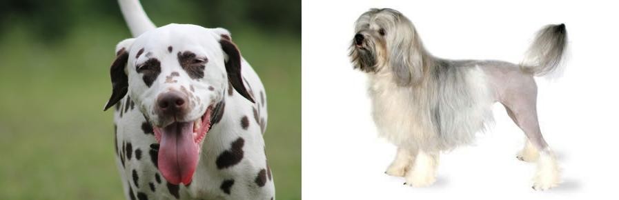 Lowchen vs Dalmatian - Breed Comparison