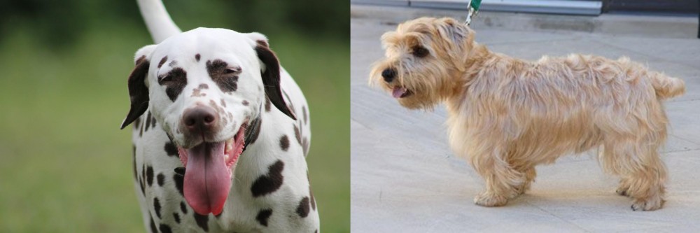 Lucas Terrier vs Dalmatian - Breed Comparison