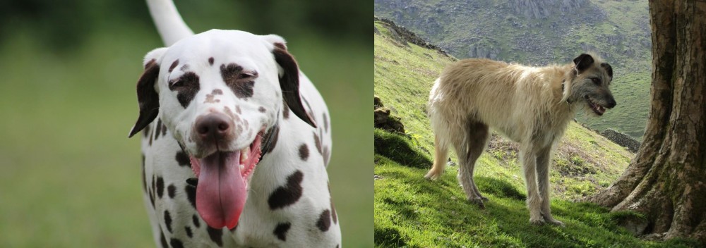 Lurcher vs Dalmatian - Breed Comparison