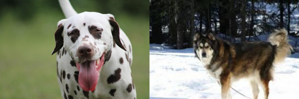 Mackenzie River Husky vs Dalmatian - Breed Comparison