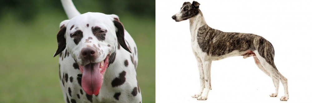 Magyar Agar vs Dalmatian - Breed Comparison