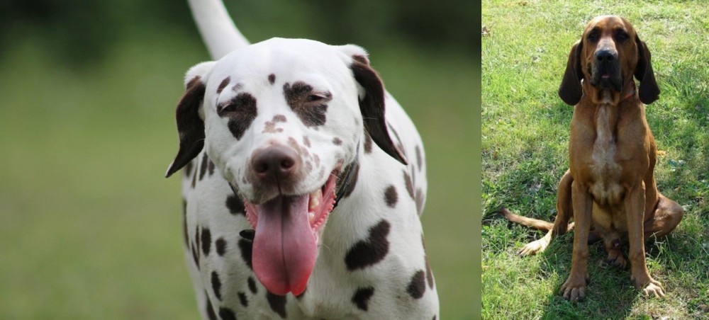 Majestic Tree Hound vs Dalmatian - Breed Comparison