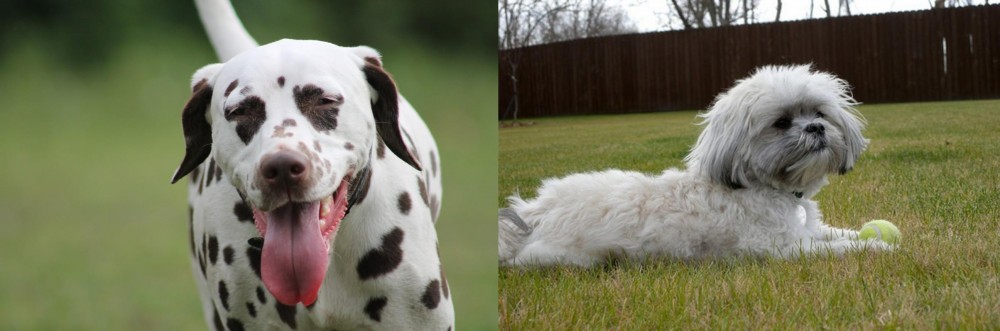 Mal-Shi vs Dalmatian - Breed Comparison