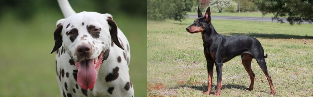 Manchester Terrier vs Dalmatian - Breed Comparison