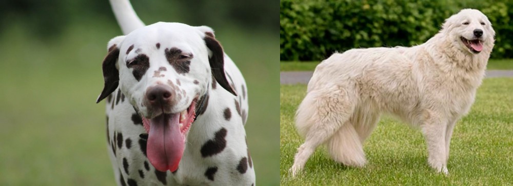 Maremma Sheepdog vs Dalmatian - Breed Comparison