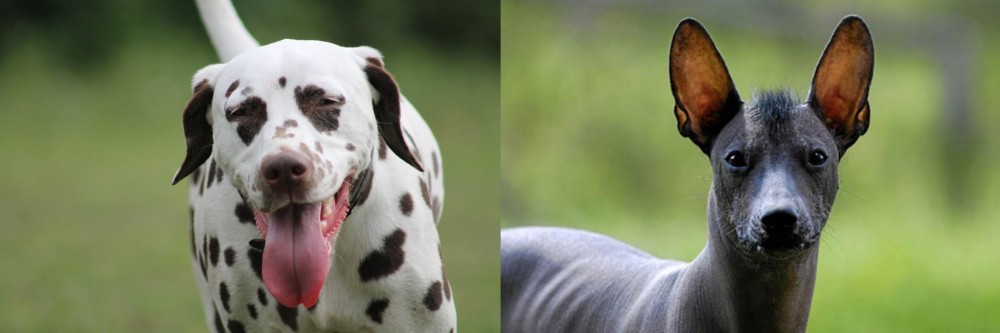 Mexican Hairless vs Dalmatian - Breed Comparison