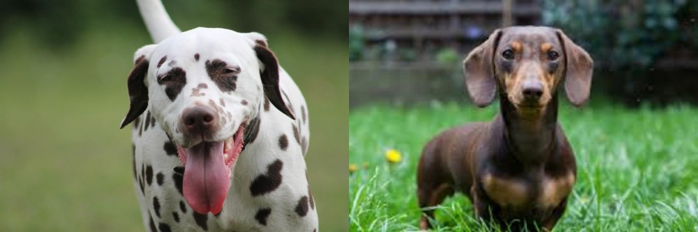 Miniature Dachshund vs Dalmatian - Breed Comparison