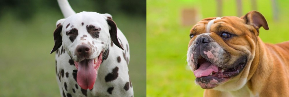 Miniature English Bulldog vs Dalmatian - Breed Comparison