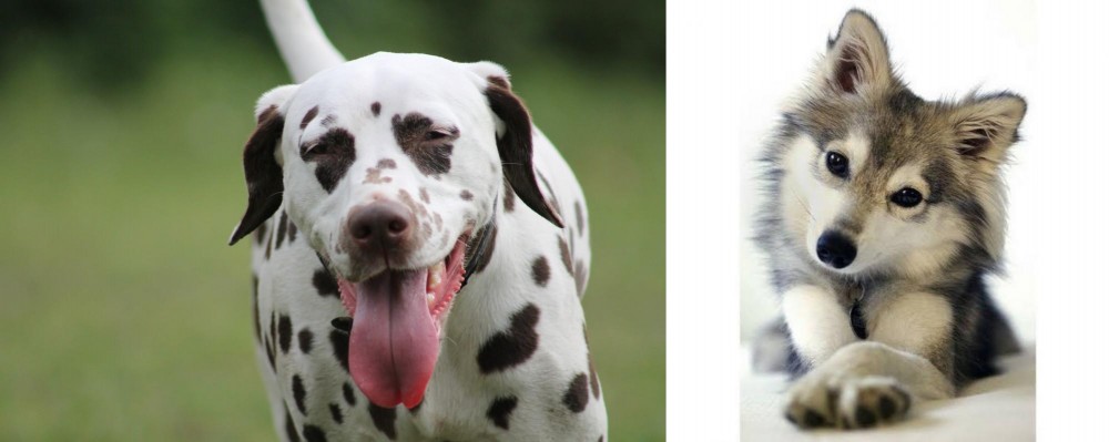 Miniature Siberian Husky vs Dalmatian - Breed Comparison