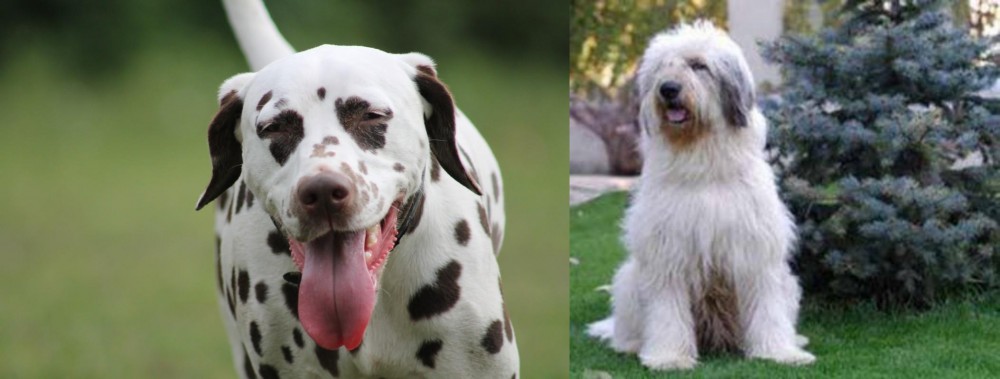 Mioritic Sheepdog vs Dalmatian - Breed Comparison