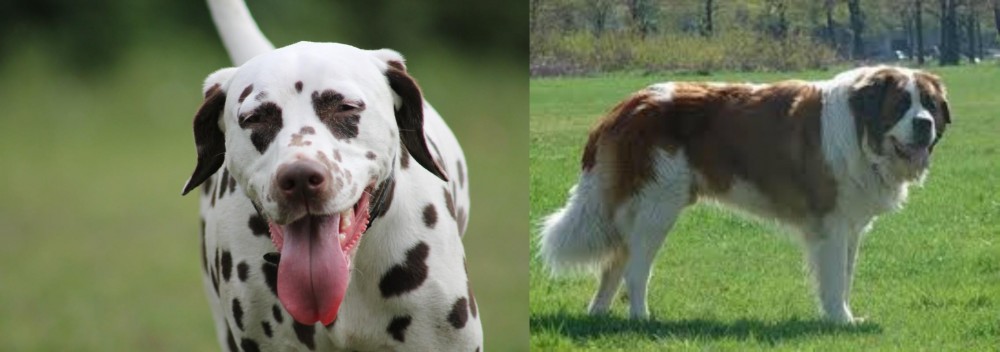 Moscow Watchdog vs Dalmatian - Breed Comparison