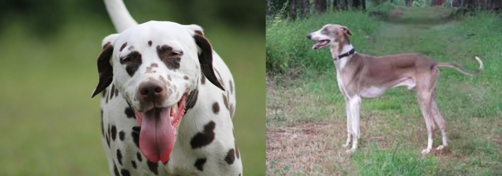 Mudhol Hound vs Dalmatian - Breed Comparison