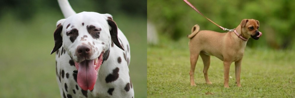 Muggin vs Dalmatian - Breed Comparison