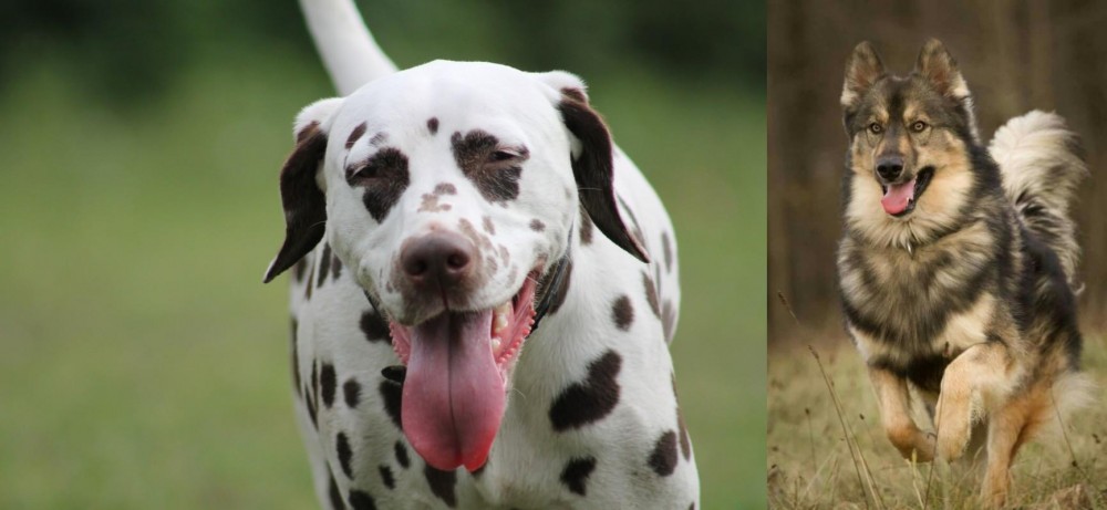 Native American Indian Dog vs Dalmatian - Breed Comparison