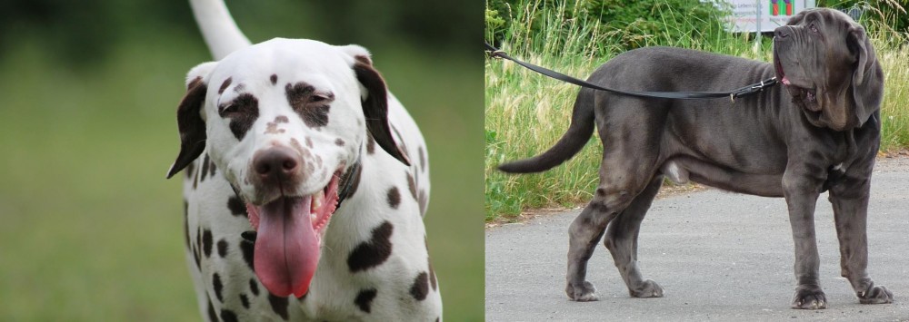 Neapolitan Mastiff vs Dalmatian - Breed Comparison