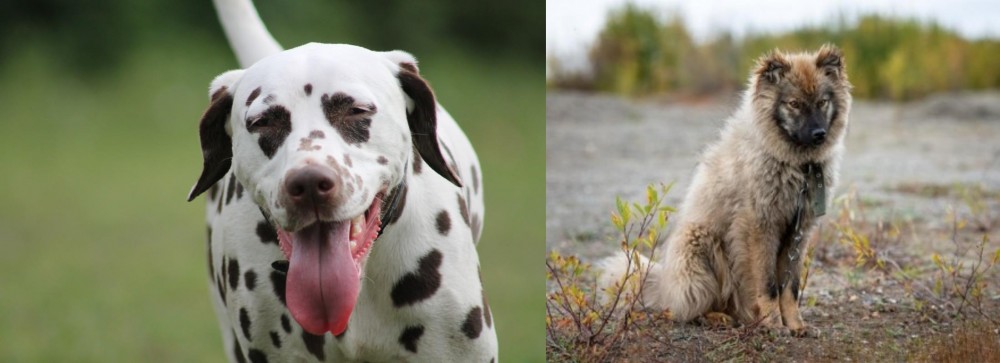 Nenets Herding Laika vs Dalmatian - Breed Comparison