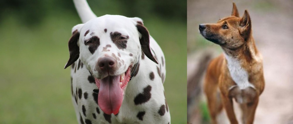 New Guinea Singing Dog vs Dalmatian - Breed Comparison