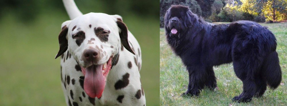 Newfoundland Dog vs Dalmatian - Breed Comparison