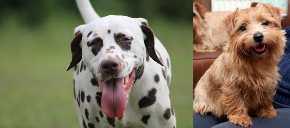 Norfolk Terrier vs Dalmatian - Breed Comparison