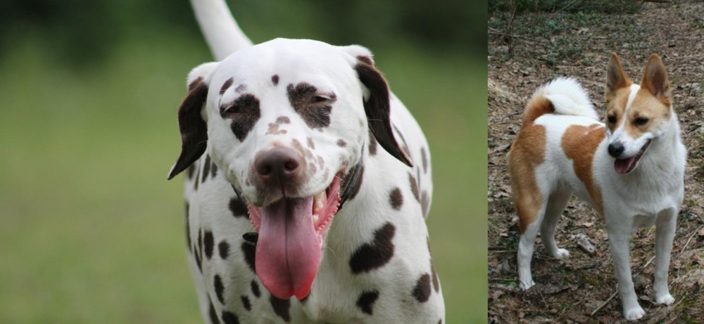 Norrbottenspets vs Dalmatian - Breed Comparison