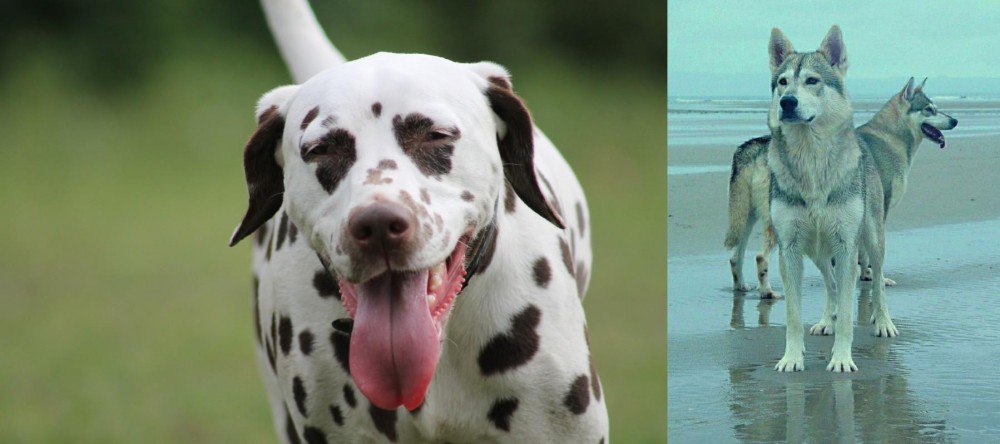 Northern Inuit Dog vs Dalmatian - Breed Comparison
