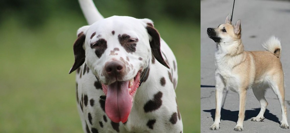 Norwegian Buhund vs Dalmatian - Breed Comparison