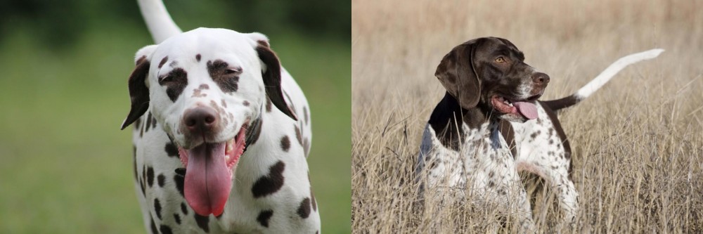 Old Danish Pointer vs Dalmatian - Breed Comparison