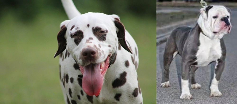 Old English Bulldog vs Dalmatian - Breed Comparison